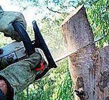 Best Tree Health Inspection  in Horseshoe Bay, TX