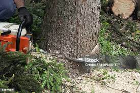Professional Tree Care in Horseshoe Bay, TX
