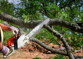 Best Lawn Disease Treatment  in Horseshoe Bay, TX