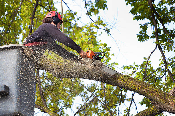 How Our Tree Care Process Works  in  Horseshoe Bay, TX