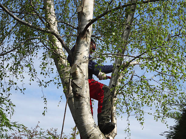 Trusted Horseshoe Bay, TX Tree Care Experts