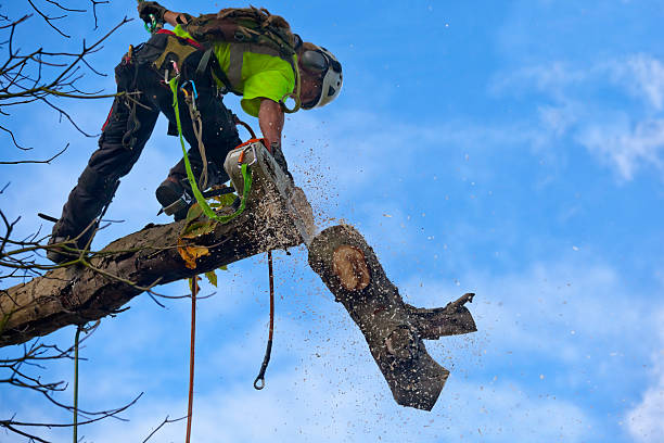 Best Tree Removal  in Horseshoe Bay, TX